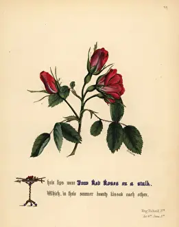 Red Roses (King Richard III)