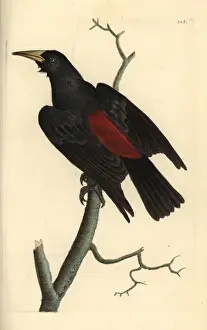 Red-rumped cacique, Cacicus haemorrhous