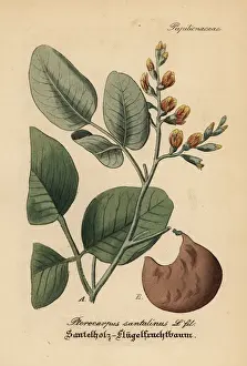 Gewachse Prints: Red sandalwood, Pterocarpus santalinus. Endangered