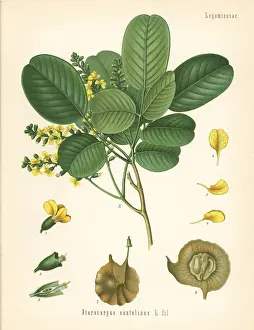 Sanders Prints: Red sanders or red sandalwood, Pterocarpus santalinus