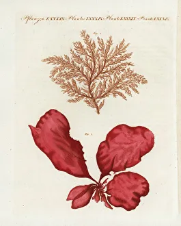 Alata Gallery: Red seaweed and sea lettuce