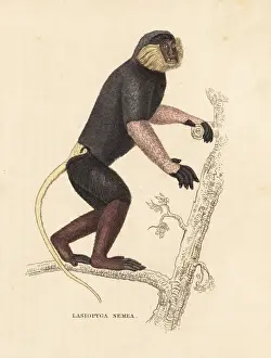 Red-shanked douc langur, Pygathrix nemaeus. Endangered