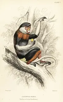 Red-shanked douc, Pygathrix nemaeus. Endangered