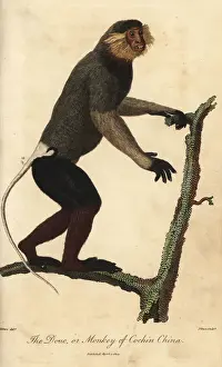 Red-shanked douc, Pygathrix nemaeus, endangered
