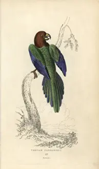 Parrakeet Prints: Red shining parrot, Prosopeia tabuensis