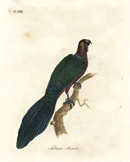 Psittacus Prints: Red shining-parrot, Pyrrhulopsis tabuensis