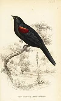 Ampelis Collection: Red-shouldered cuckooshrike, Campephaga phoenicea