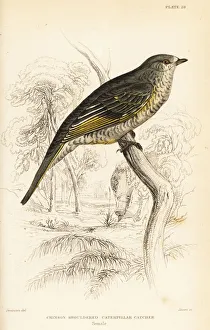 Images Dated 11th April 2020: Red-shouldered cuckooshrike, Campephaga phoenicea