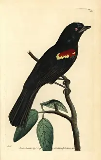 Miscellany Prints: Red-shouldered tanager, Tachyphonus phoenicius