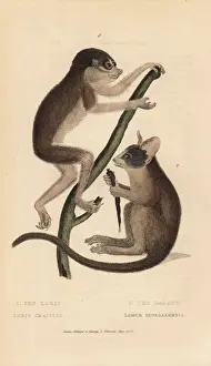 Lemur Prints: Red slender loris