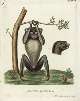 Fantastic Prints: Red slender loris, Loris tardigradus. Endangered