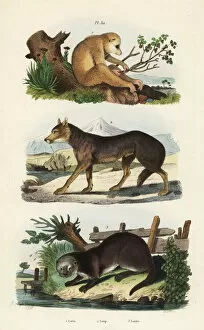 Canis Collection: Red slender loris, wolf and Eurasian otter