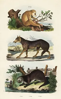 Red slender loris, Loris tardigradus endangered 1, wolf, Canis lupus 2 and Eurasian otter, Lutra lutra 3. Loris, loup, loutre. Handcoloured steel engraving by Pedretti after an illustration by Adolph Fries from Felix-Edouard Guerin-Meneville's Dictionnaire Pittoresque d'Histoire Naturelle (Picturesque Dictionary of Natural History), Paris, 1834-39. Date: Red slender loris, wolf and Eurasian otter