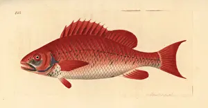 Red snapper species, Lutjanus campechanus?