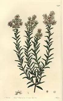 Rubra Prints: Red soulangia, Soulangia rubra