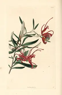 Cooke Prints: Red spider flower, Grevillea punicea