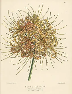 Colchester Prints: Red spider lily, Lycoris radiata