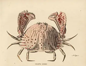 Smooth Prints: Red-spotted box crab, Calappa calappa