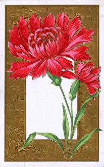 Bloom Prints: Red Spray Chrysanthemum set above decorative gold border