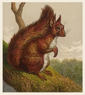 Squirrels Prints: Red Squirrel 19C