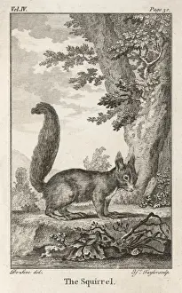 Red Squirrel