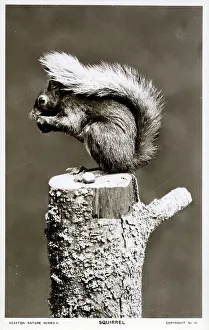 Bushy Prints: Red Squirrel eating a nut on a tree stump