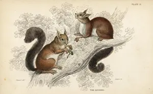 Sciurus Prints: Red squirrel, Sciurus vulgaris