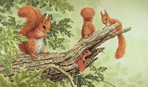 Parry Prints: Red Squirrels