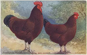 Gallus Prints: Red Sussex Poultry