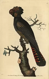 Tailed Collection: Red-tailed black cockatoo, Calyptorhynchus magnificus