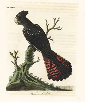 Red-tailed black cockatoo, Calyptorhynchus banksii