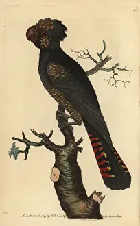 Polydore Prints: Red-tailed black cockatoo, Calyptorhynchus magnificus