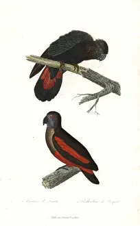 Red-tailed black cockatoo and Pesquets parrot