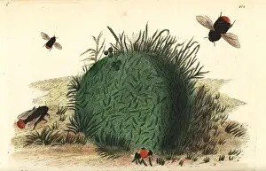 Red-tailed bumblebee, Bombus lapidarius