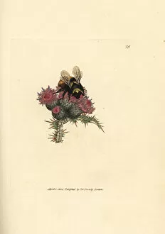 Apis Gallery: Red-tailed bumblebee, Bombus lapidarius