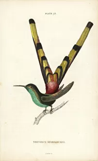 Red-tailed comet, Sappho sparganura