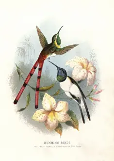 Lands Prints: Red-tailed comet, Sappho sparganura, and Ecuadorian