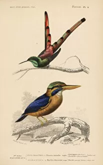 Trochilus Collection: Red-tailed comet, Sappho sparganurus