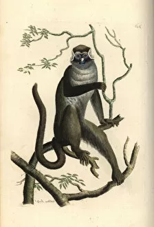 Red-tailed guenon, Cercopithecus ascanius