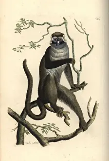 Polydore Prints: Red-tailed guenon, Cercopithecus ascanius