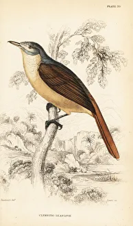Naturalists Collection: Red-tailed leaflove, Phyllastrephus scandens
