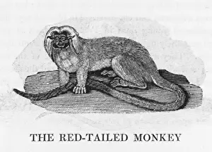 Red-Tailed Monkey Bewick