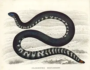 Red-tailed pipe snake, Cylindrophis ruffus