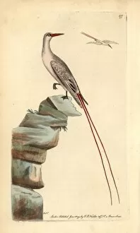 Tropicbird Collection: Red-tailed tropicbird, Phaeton rubricauda