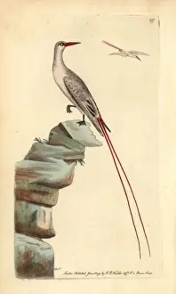 Red-tailed tropicbird, Phaeton rubricauda