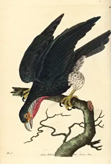 Red-throated Caracara, Ibycter americanus