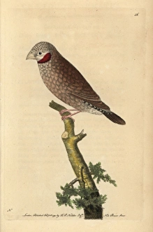 Loxia Collection: Red-throated grosbeak or cut-throat sparrow