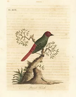 Latham Collection: Red-throated parrotfinch, Erythrura psittacea
