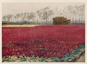 Red Tulip Field
