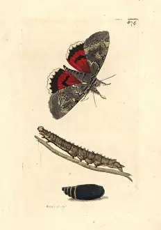 Catocala Prints: Red underwing moth, Catocala nupta